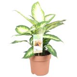 DIFENBAHIJA CAMILLA L17