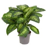 DIFENBAHIJA REEVA L24 CM