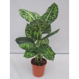 DIFENBAHIJA REFLECTOR L17