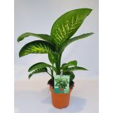 DIFENBAHIJA TROPIC SNOW L19