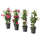 DIPLADENIJA MIX BARV L17