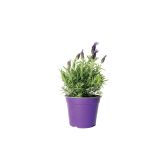 SEZONSKA RASTLINA ČOPASTA SIVKA