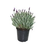 SEZONSKA RASTLINA ČOPASTA SIVKA