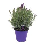 SEZONSKA RASTLINA ČOPASTA SIVKA