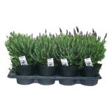 SEZONSKA RASTLINA ČOPASTA SIVKA