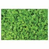 DIŠAVNICA DOBRO & ZDRAVO AZIJSKI VODNI POPNJAK