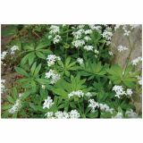 DIŠAVNICA DOBRO & ZDRAVO DIŠEČA PERLA