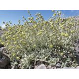 DIŠAVNICA DOBRO & ZDRAVO GRŠKI GORSKI ČAJ