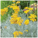 SMILJ DOBRO & ZDRAVO LAŠKI L10.5