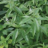 MIX DIŠAVNIC IN ZELIŠČ DOBRO & ZDRAVO LIMONSKA TRAVA