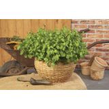 META DOBRO & ZDRAVO MAROŠKA L12