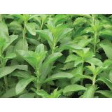 DIŠAVNICA DOBRO & ZDRAVO STEVIA