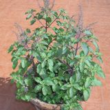 DIŠAVNICA DOBRO & ZDRAVO SVETA BAZILIKA