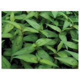 DIŠAVNICA DOBRO & ZDRAVO VIETNAMSKI TRAJNI KORIANDER