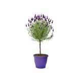 DIŠAVNICA LAVANDULA STOECHAS NA STEBLU