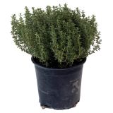 DIŠAVNICA LIMONSKI TIMIJAN