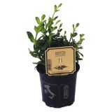 DIŠAVNICA MAROŠKA META