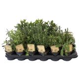 MIX DIŠAVNIC IN ZELIŠČ DIŠAVNICE L9