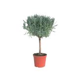 SEZONSKA RASTLINA NAVADNA SIVKA