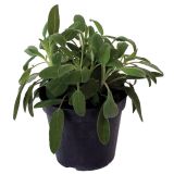 DIŠAVNICA PISANO LISTNI ŽAJBELJ