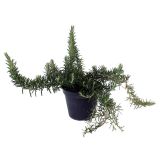 DIŠAVNICA PLAZEČI ROŽMARIN