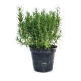 DIŠAVNICA ROŽMARIN