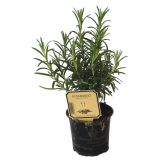 DIŠAVNICA ROŽMARIN