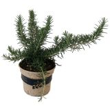 DIŠAVNICA ROŽMARIN