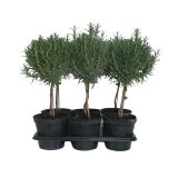 DIŠAVNICA ROŽMARIN NA STEBLU