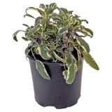 DIŠAVNICA SREBRNI ŽAJBELJ