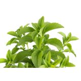 DIŠAVNICA STEVIA L10 CM