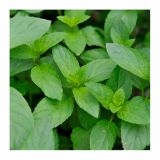 META VOLMARY ANGLEŠKA POPROVA L12