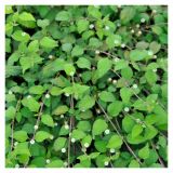 DIŠAVNICA VOLMARY AZTEŽKA SLADKA ZEL L 12