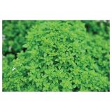 DIŠAVNICA VOLMARY CEPLJENA BAZILIKA 12 CM BARISTO COMPATTO