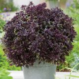 DIŠAVNICA VOLMARY CEPLJENA BAZILIKA 12 CM BARISTO COMPATTO ROSSO