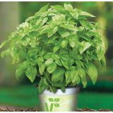 DIŠAVNICA VOLMARY CEPLJENA BAZILIKA 12 CM BARISTO GRANDE