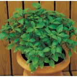 BAZILIKA VOLMARY CITRONSKA SWEET LEMON 12 CM