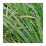 MIX DIŠAVNIC IN ZELIŠČ VOLMARY CITRONSKA TRAVA L12