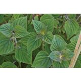 ŽAJBELJ VOLMARY CITRONSKI CITRON L12