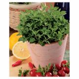 ORIGANO VOLMARY GRŠKI KRETA L12