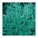 MIX DIŠAVNIC IN ZELIŠČ VOLMARY HELICHRYSUM ANGUSTIFOLIUM KARI L12