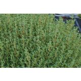 TIMIJAN VOLMARY ITALIJANSKI FAUSTINI L12