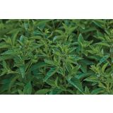 META VOLMARY JAPONSKA ABURA L12