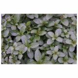 META VOLMARY KLASASTA L12