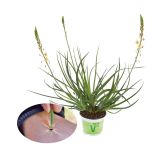 MIX DIŠAVNIC IN ZELIŠČ VOLMARY MAČJI REP L12