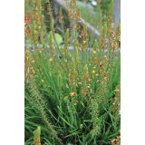 MIX DIŠAVNIC IN ZELIŠČ VOLMARY MAČJI REP MEDICUS L12