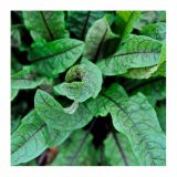 MIX DIŠAVNIC IN ZELIŠČ VOLMARY MALA KISLICA L12