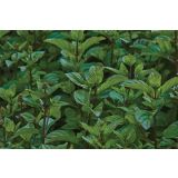 META VOLMARY MANDARININA TACHI L12