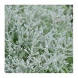 MIX DIŠAVNIC IN ZELIŠČ VOLMARY NEMŠKI ROŽMARIN YELLOW BUTTONS L12