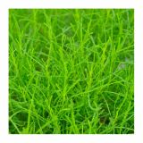 MIX DIŠAVNIC IN ZELIŠČ VOLMARY OLIVNA ZEL L12